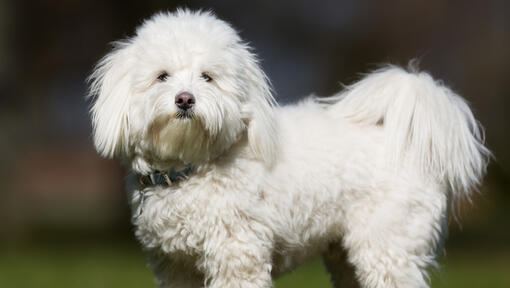 Coton de Tulear standing and staring at the acmera